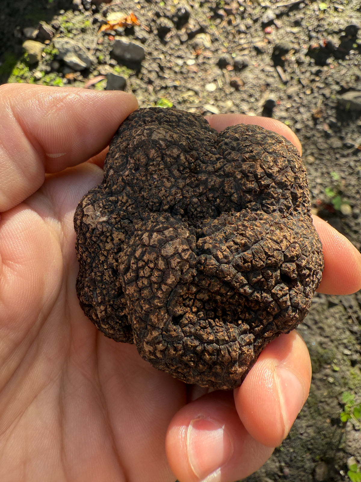 A fresh black truffle held in one hand